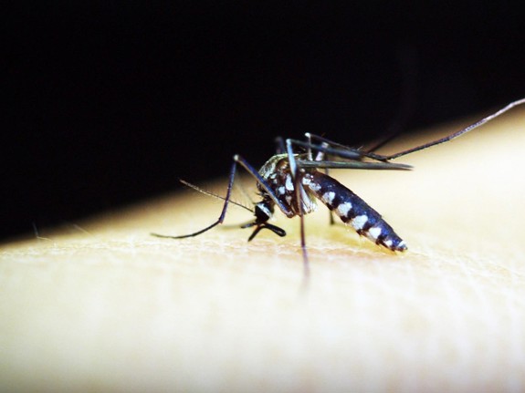 Mygga sitter på hud
