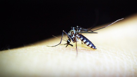 Mygga sitter på hud