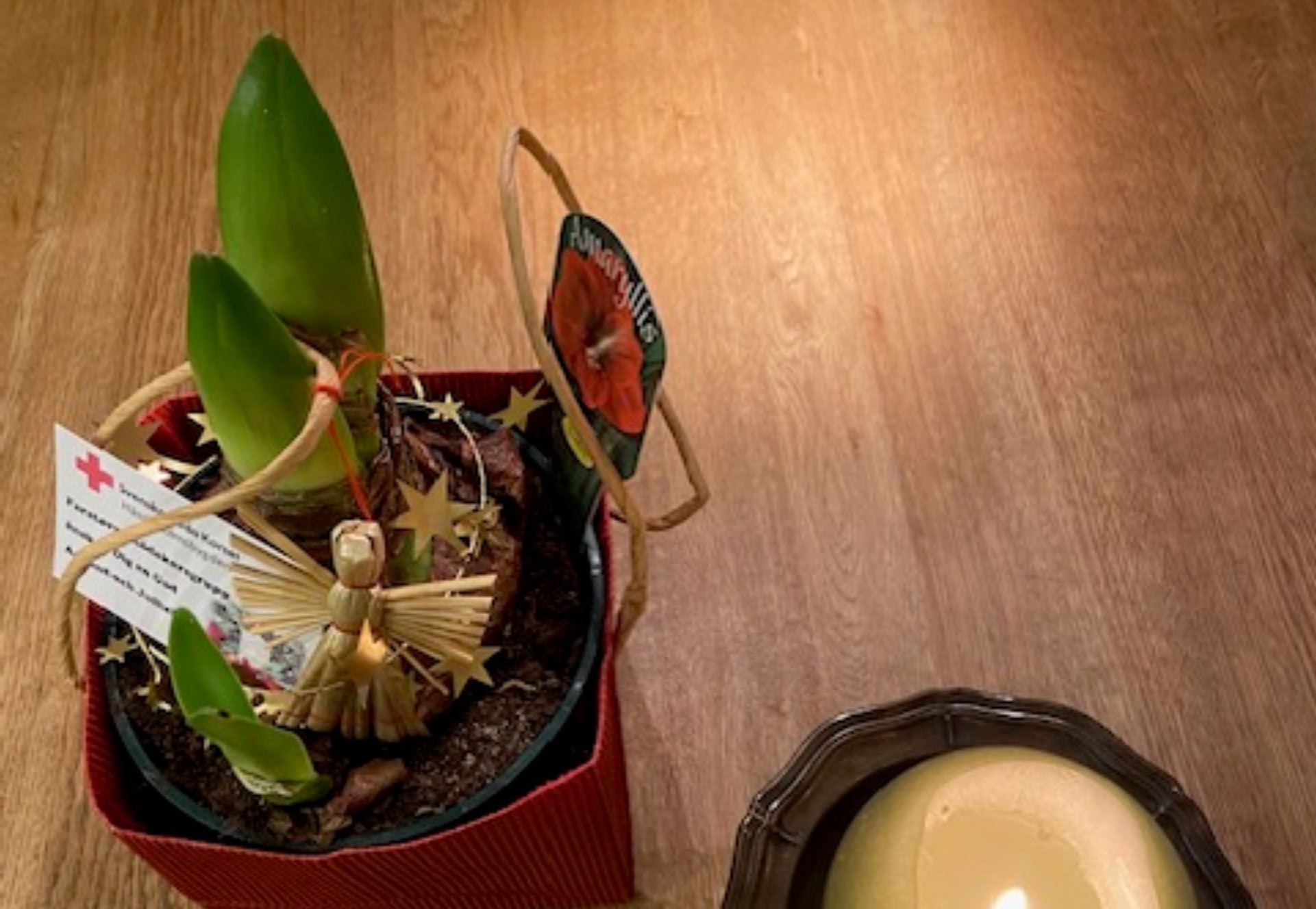Amaryllis till 80+