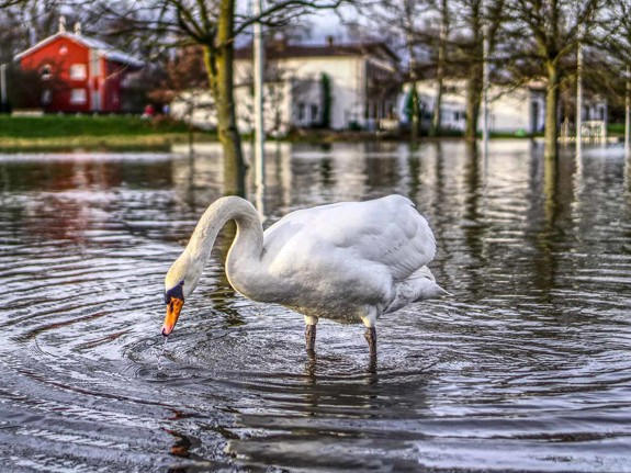 Svan står i vatten efter vårflod