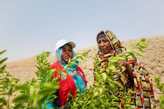Två kvinnor i Sudan odlar tåliga grödor