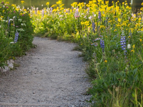 Stig går genom en sommaräng