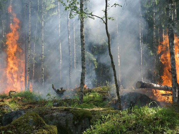 Skogsbrand i Sverige