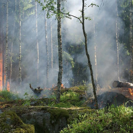 Skogsbrand i Sverige