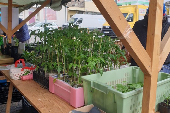 Gott om plantor till försäljning