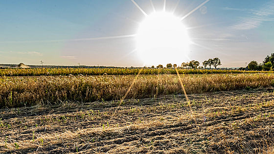 Sol och värme på sommarfält