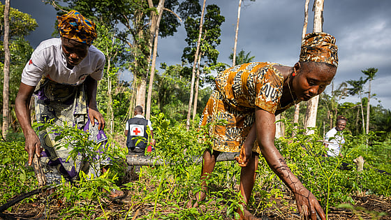 Röda Korset i Liberias regnskog.