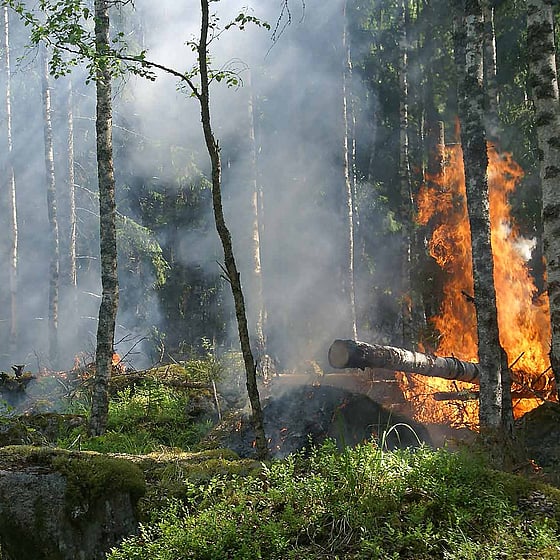 Skogsbrand i Sverige