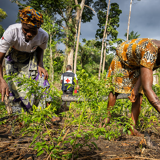 Röda Korset i Liberias regnskog.