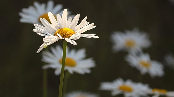 Öppettider i sommar