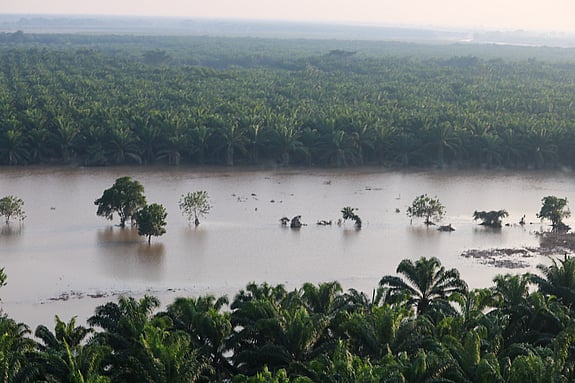 Bild på översvämningar, några träd sticker upp ur vattenmassorna.
