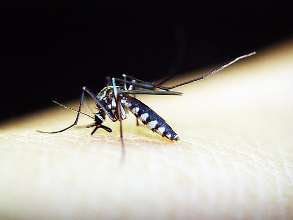 Mygga sitter på hud