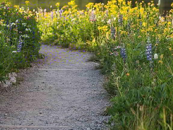 Stig går genom en sommaräng