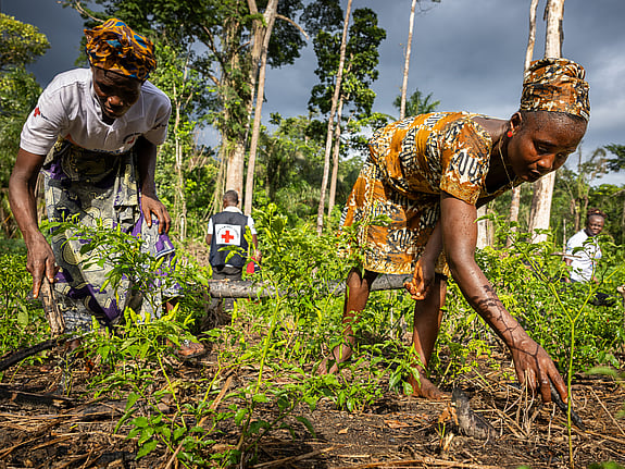 Röda Korset hjälper till i Liberias regnskogsbyar.