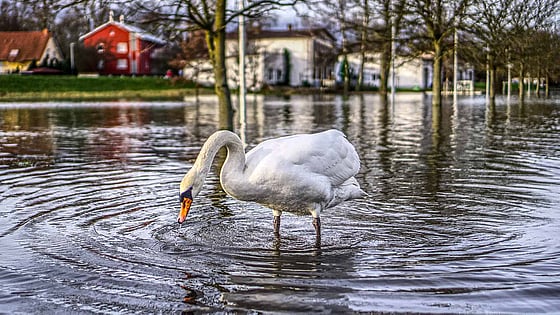 Svan står i vatten efter vårflod