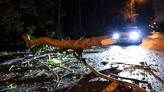 Nedblåsta träd på mörk bilväg