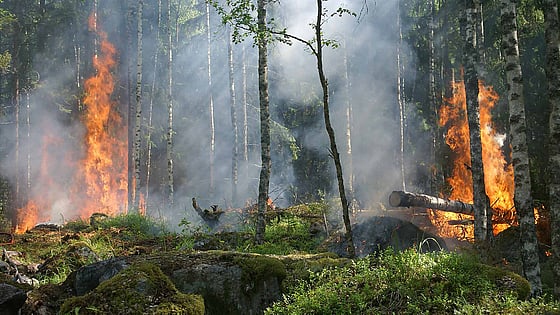 Skogsbrand i Sverige