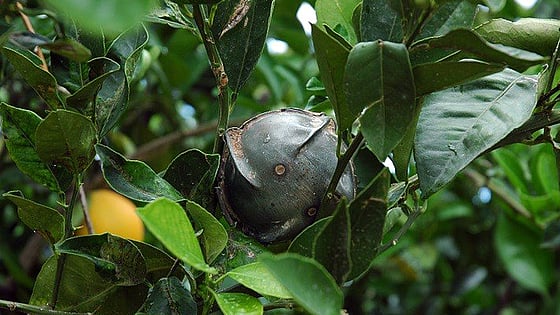 Frukt som växer på träd