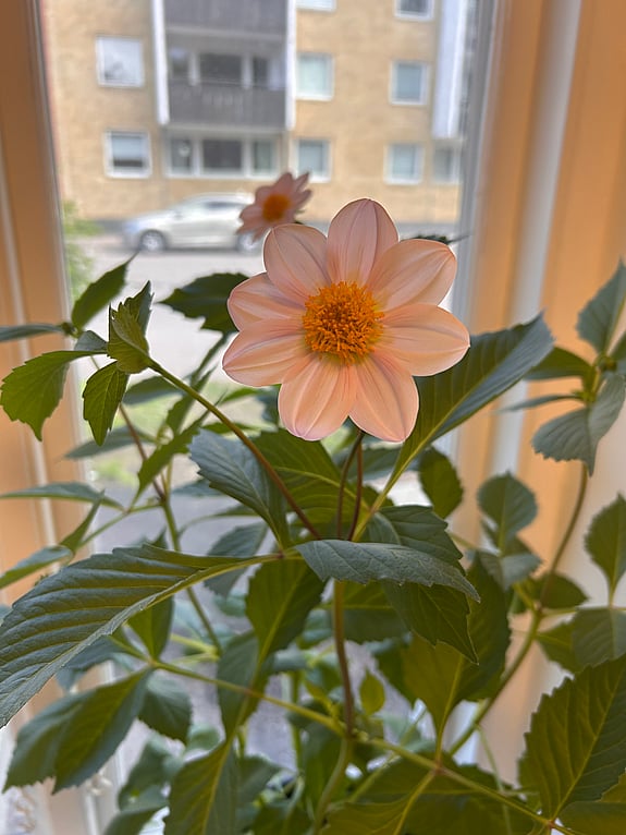 En av våra vackra dahlior, odlade av våra volontärer.