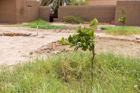 Bild på ett citronträd.